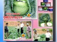 Bắp cải GREEN NOVA